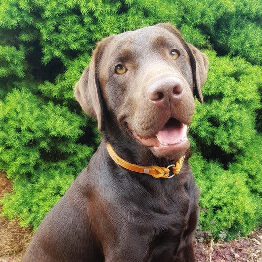leichtes Hundehalsband, ideal für Hundemarken, handgefertigt aus robustem Leder in cognac, personalisiert, labrador bild