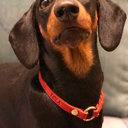 schmales Hundehalsband, ideal für Hundemarken, handgefertigt aus robustem Leder in Rot, personalisierbar, dackel