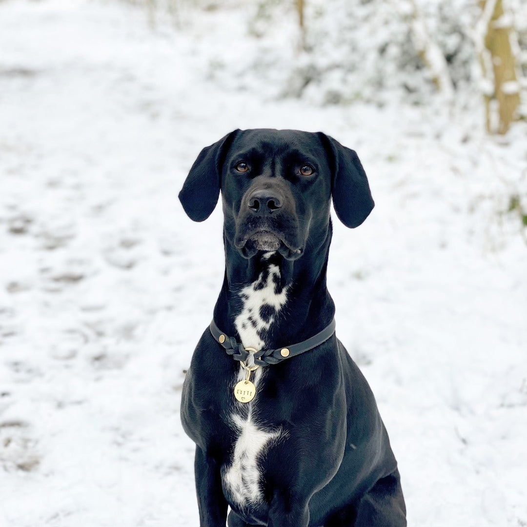 leichtes Hundehalsband, ideal für Hundemarken, handgefertigt aus robustem Leder in schwarz, personalisiert, bild