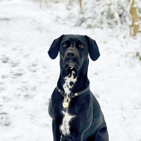 leichtes Hundehalsband, ideal für Hundemarken, handgefertigt aus robustem Leder in schwarz, personalisiert, bild