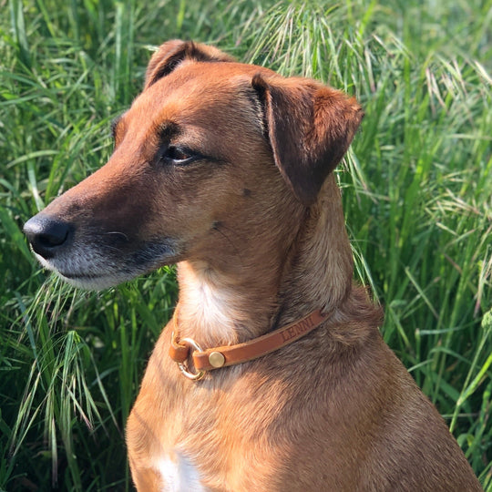 leichtes Markenhalsband, ideal für Hundemarken, handgefertigt aus robustem Leder in cognac, personalisiert, bild