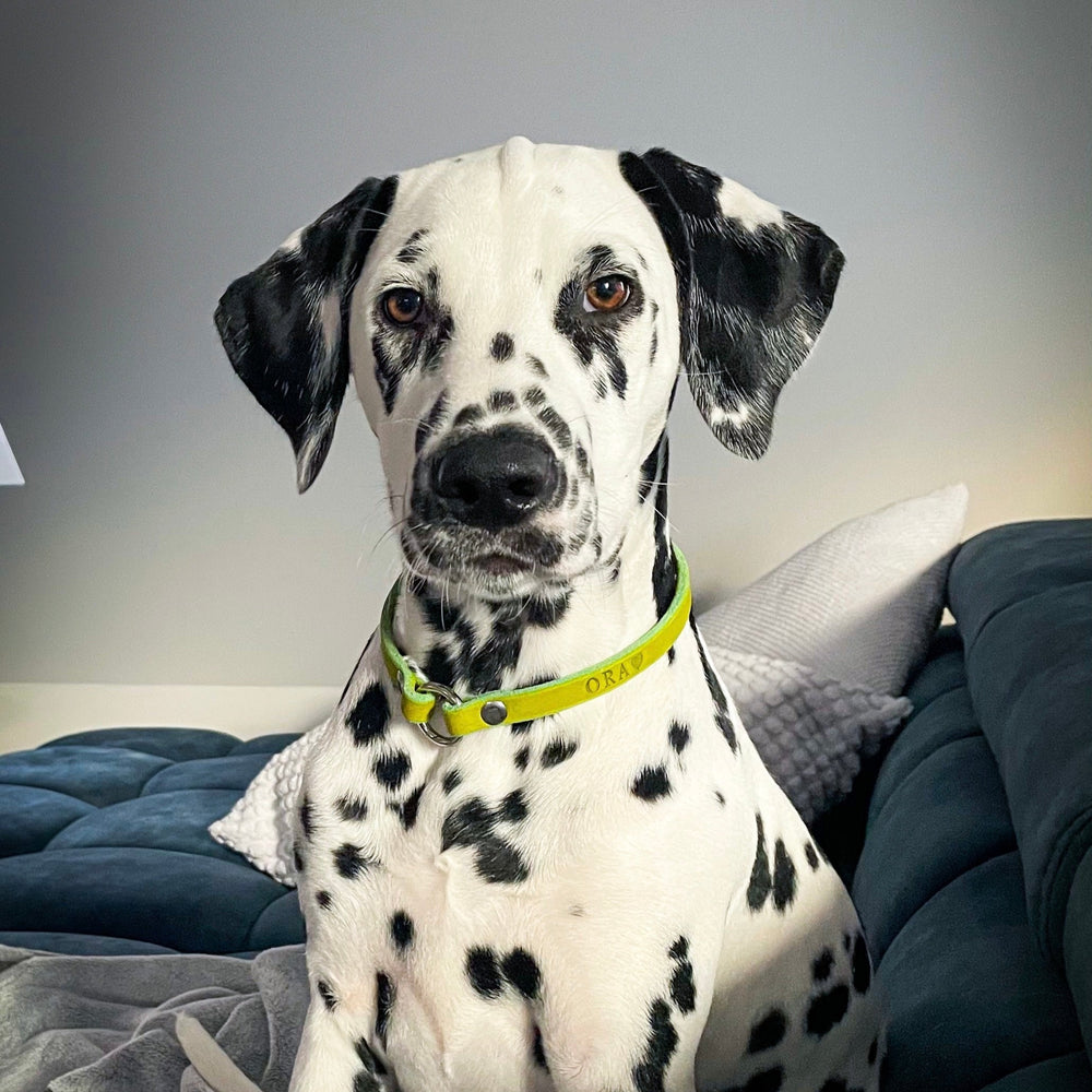 leichtes Markenhalsband, ideal für Hundemarken, handgefertigt aus robustem Leder in lime, personalisiert, dalmatiner