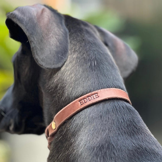 Leder Hundehalsband, ideal für kleine und große Hunde, geflochten und personalisiert, in braun mit gravur 1.5cm