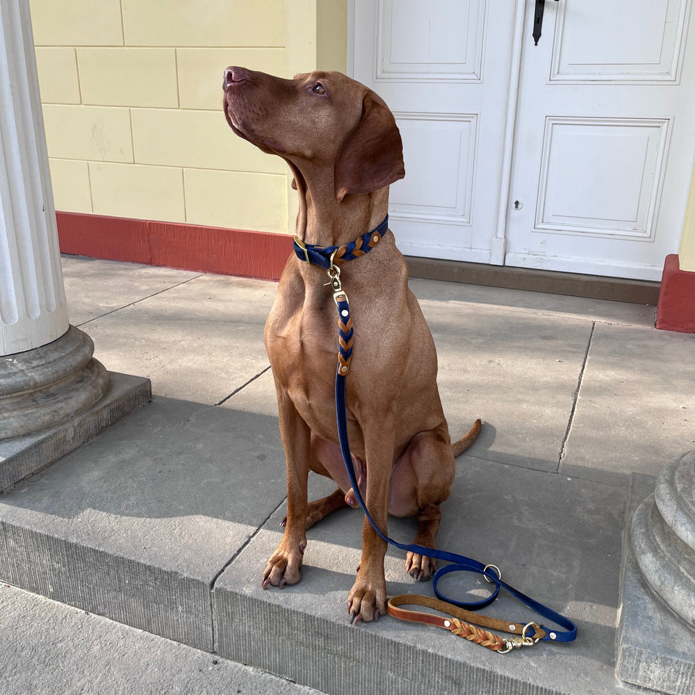 schönes und komfortables Halsband für Hunde in Leder, mit geflochtenem Detail, für jede Grösse, in cognac und blau, viszla