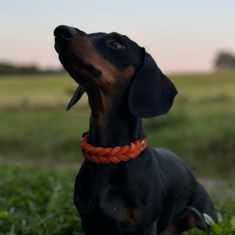 schönes komplett geflochten Hundehalsband in Leder, nach Mass handgefertigt, in orange, dackel