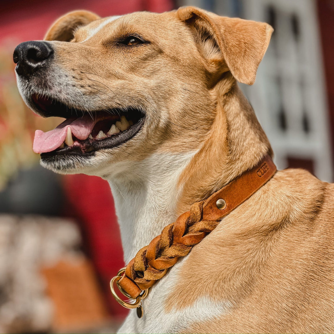 Handgefertigtes Zugstopp Halsband aus hochwertigem Fettleder in cognac, ideal für alle Hunde, personalisiert mit Namen und Telefonnummer, bild