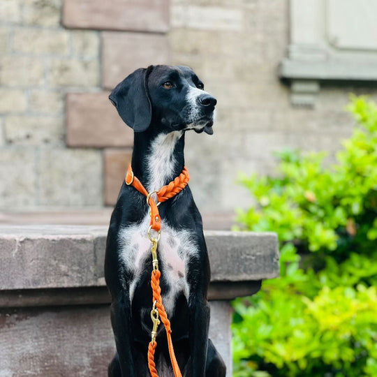 Handgefertigtes Zugstopp Halsband aus hochwertigem Fettleder in orange, ideal für alle Hunde, personalisiert mit Namen und Telefonnummer bild