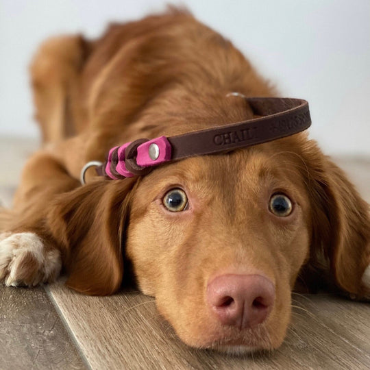 Zugstopp Halsband aus hochwertigem Fettleder, in braun und pink, ideal für kleine und grosse Hunde, personalisiert mit Namen und Telefonnummer Gravur, bild