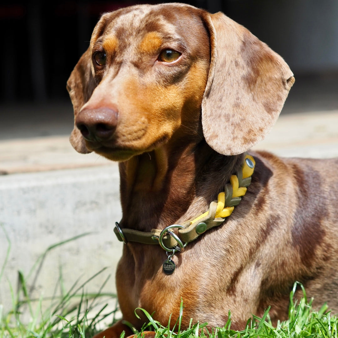 Zugstopp Halsband aus hochwertigem Fettleder, in oliv und gelb, ideal für kleine und grosse Hunde, personalisiert mit Namen und Telefonnummer Gravur, bild