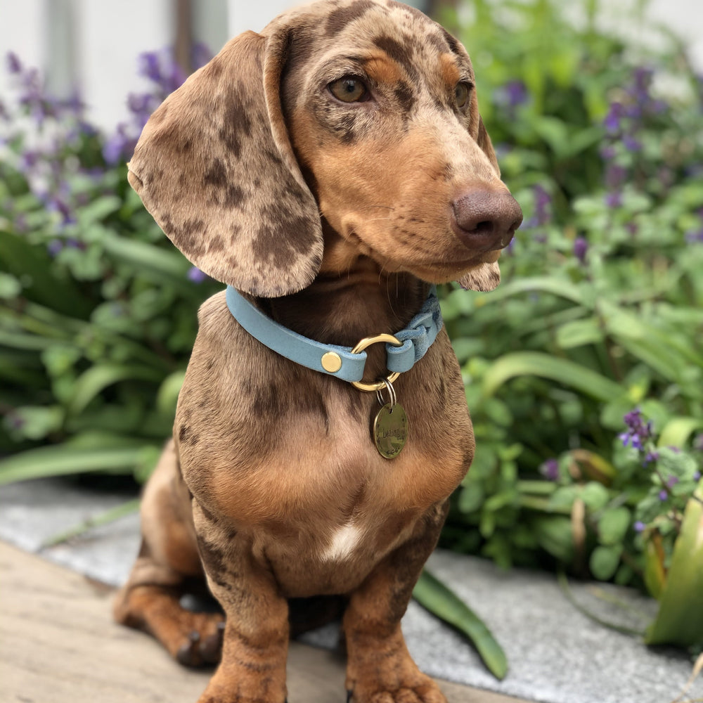 schmales  Hundehalsband, ideal für Hundemarken, handgefertigt aus robustem Leder in Eisblau Bild mit Dackel