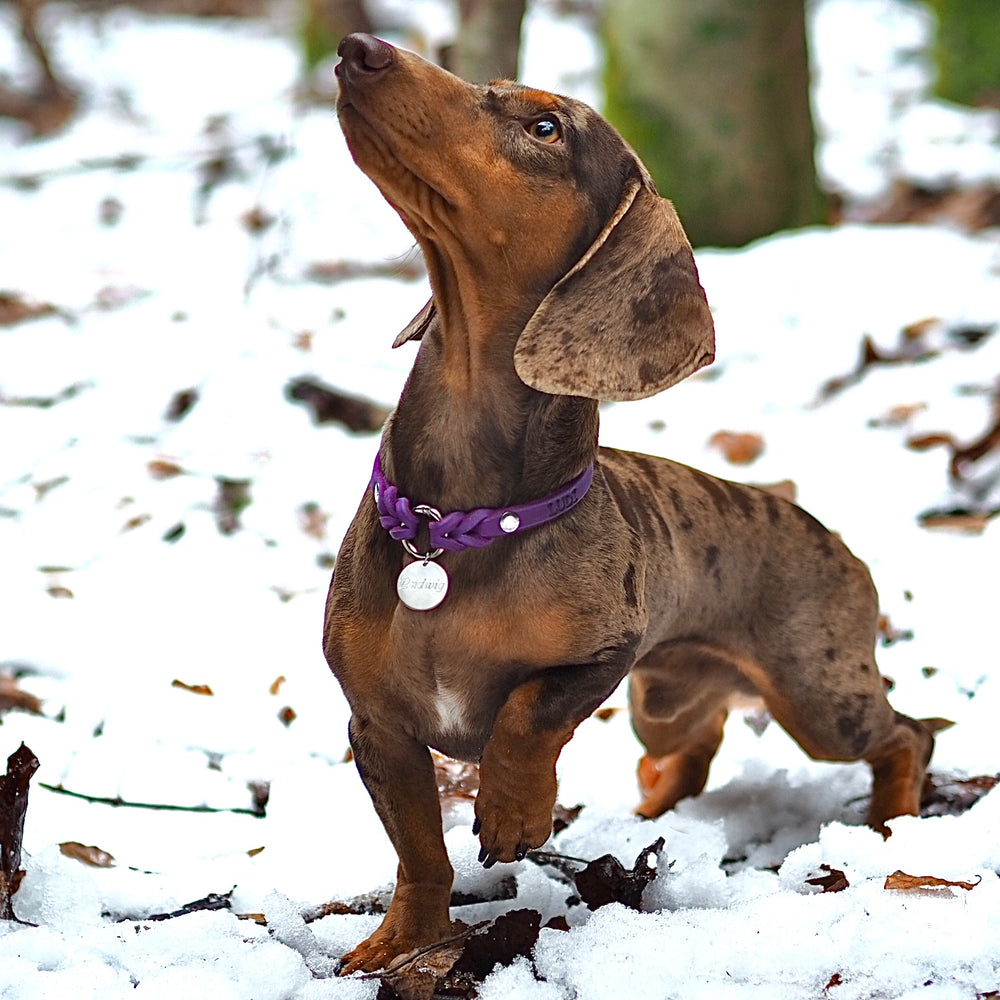 leichtes Hundehalsband, ideal für Hundemarken, handgefertigt aus robustem Leder in lila mit Dackel, personalisiert