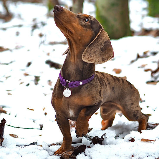leichtes Hundehalsband, ideal für Hundemarken, handgefertigt aus robustem Leder in lila mit Dackel, personalisiert