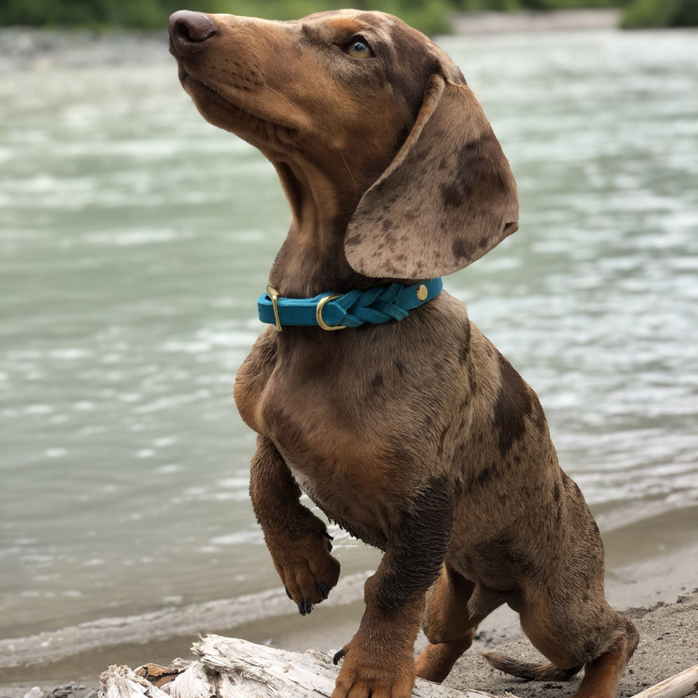 Leder Hundehalsband, ideal für kleine und große Hunde, geflochten und personalisiert, in türkis mit Dackel