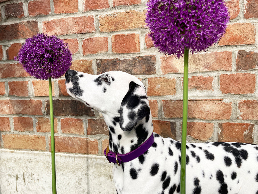 Hundehalsband aus Leder , ideal für kleine und große Hunde, butterweich und personalisiert, in lila, Dalmatiner