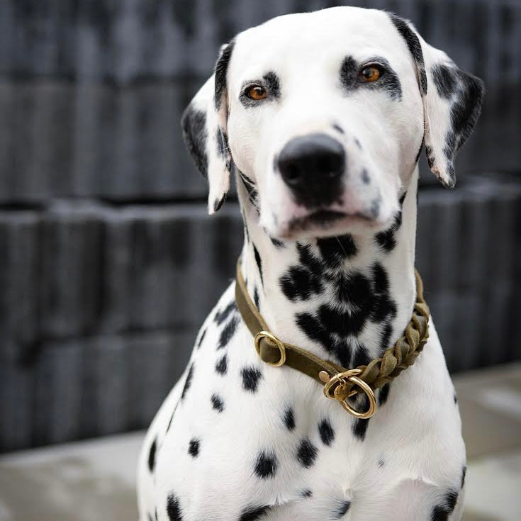 Handgefertigtes Zugstopp Halsband aus hochwertigem Fettleder in oliv, ideal für alle Hunde, personalisiert mit Namen und Telefonnummer, dalmatiner
