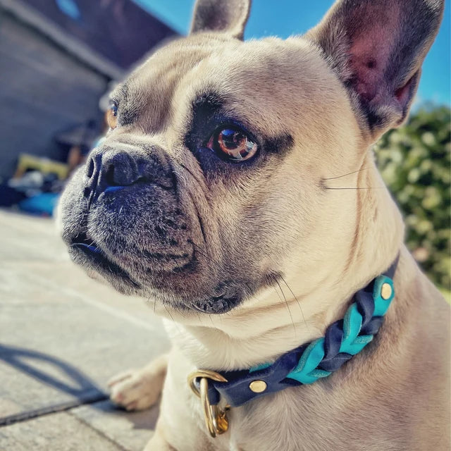 Zugstopp Halsband aus hochwertigem Fettleder, in blau und Türkis, ideal für kleine und grosse Hunde, personalisiert mit Namen und Telefonnummer Gravur