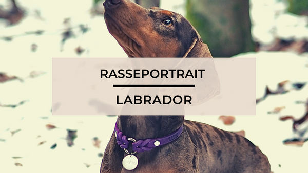 Rasseportrait Labrador