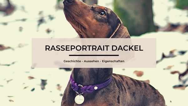 Rasseportrait Dackel