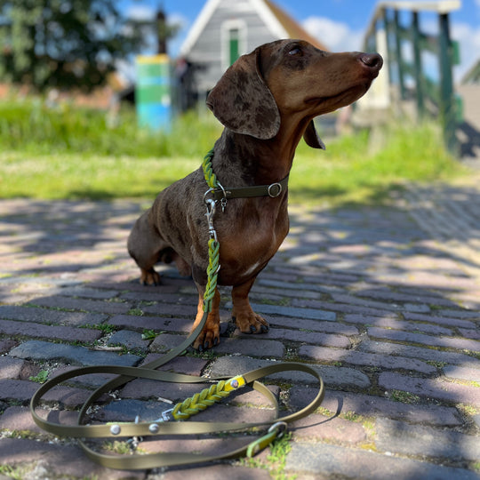 handgefertigte robuste Biothane Leine, für kleine und grosse Hunde, geflochten mit Leder, wetterfest in oliv lime, dackel