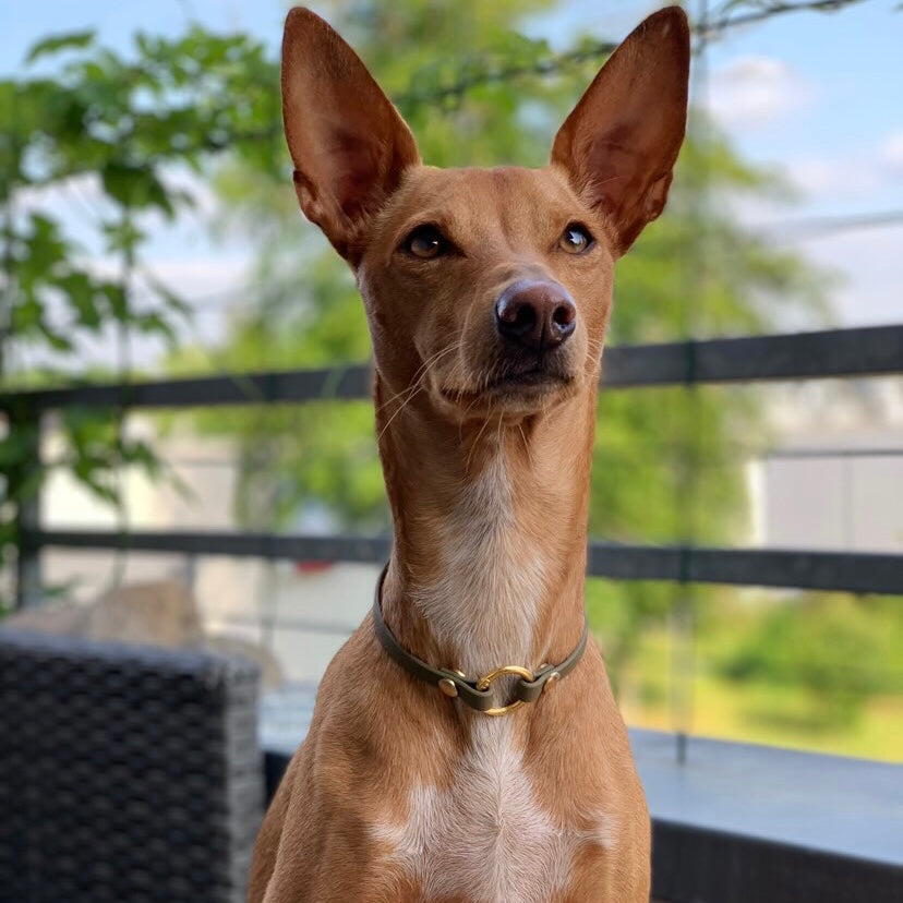 leichtes, schmales Hundehalsband, ideal für Hundemarken, handgefertigt aus robustem Biothane Hund