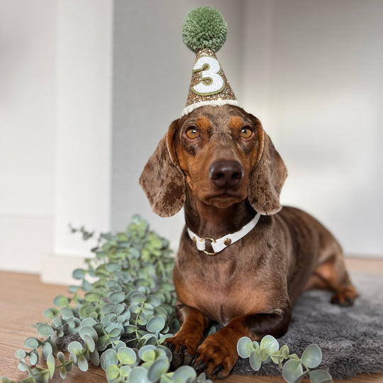 leichtes, schmales Hundehalsband, ideal für Hundemarken, handgefertigt aus robustem Biothane in weiß für Hochzeit und Feier Geburtstag