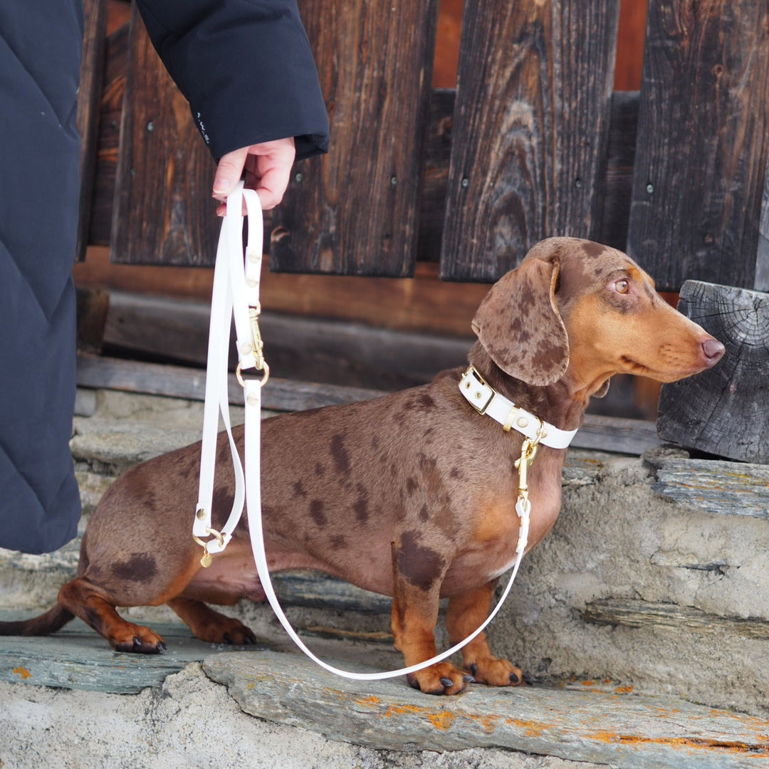 Hundehalsband aus Biothane, verstellbar für jede Grösse und Rasse, waschbar und wetterfest, in weiss, bild dackel