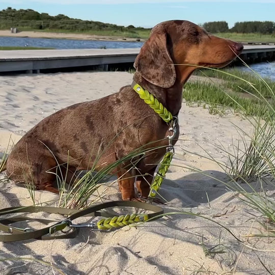 Zugstopp Halsband aus Biothane mit eingeflochtenem Leder, wasserfest und robust, handgefertigt für Hunde, in oliv lime video mit dackel