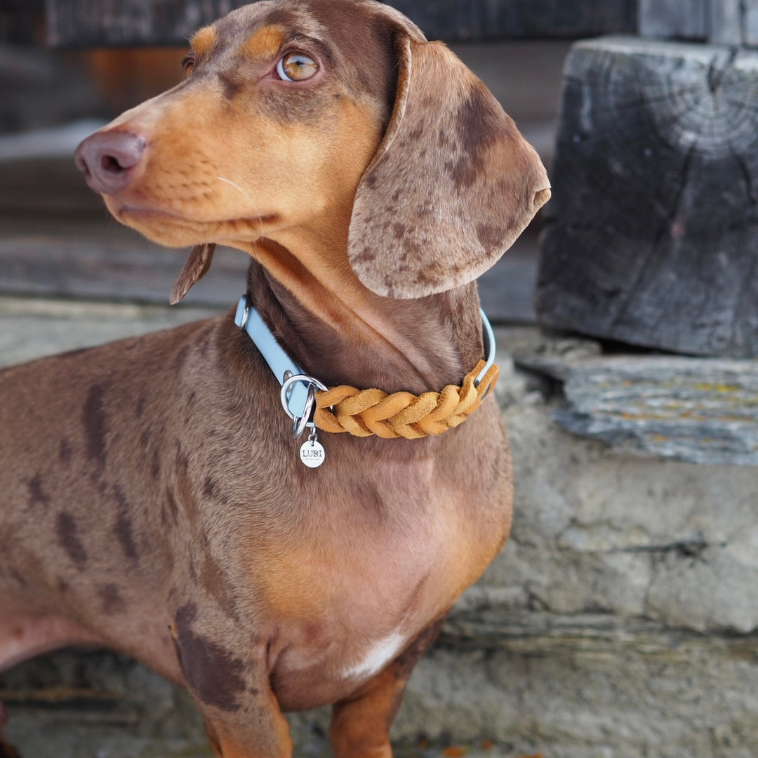 Zugstopp Halsband aus Biothane mit eingeflochtenem Leder, wasserfest und robust, handgefertigt für Hunde, hellblau cognac Dackel