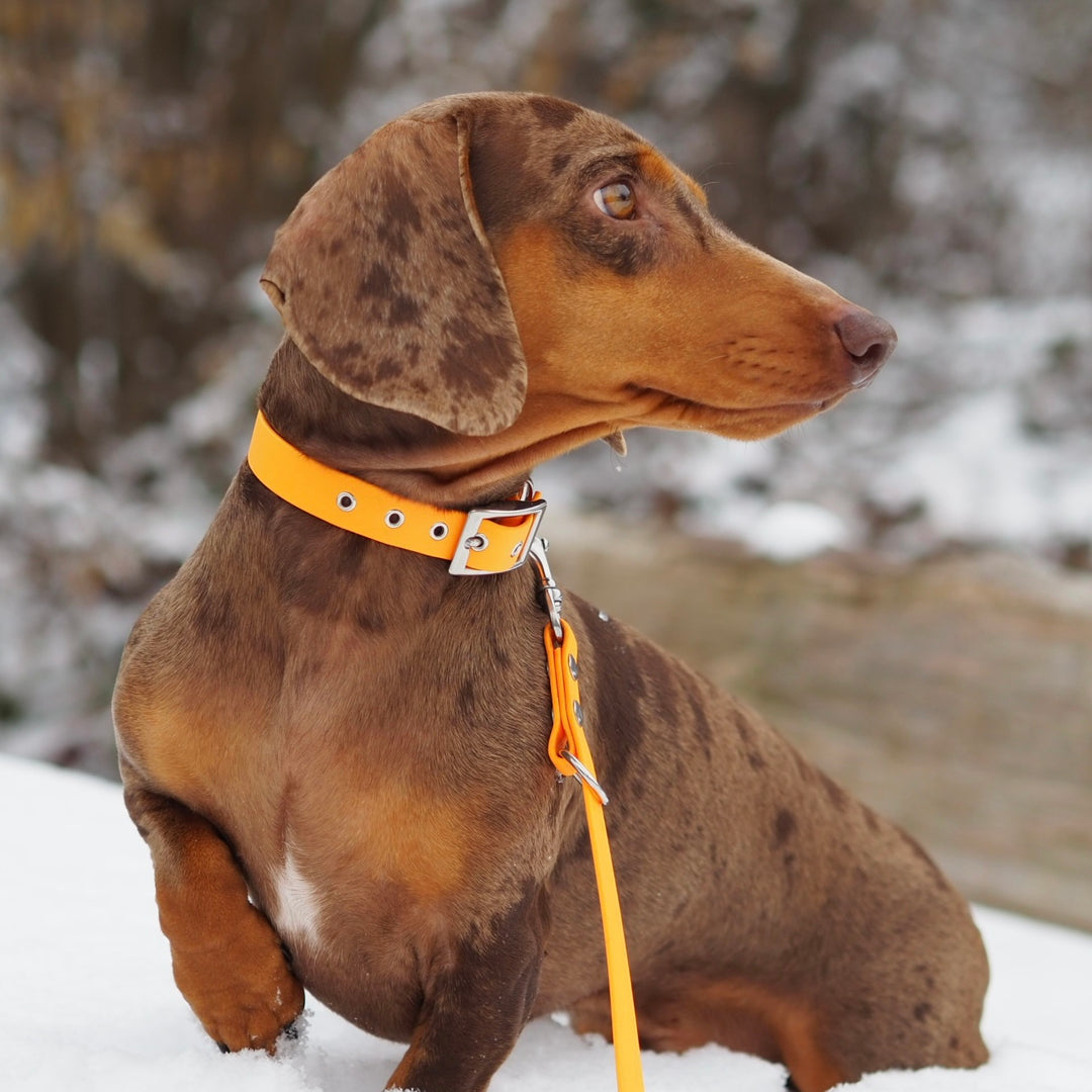 Hundehalsband aus Biothane, verstellbar für jede Grösse und Rasse, waschbar und wetterfest, orange , dackel