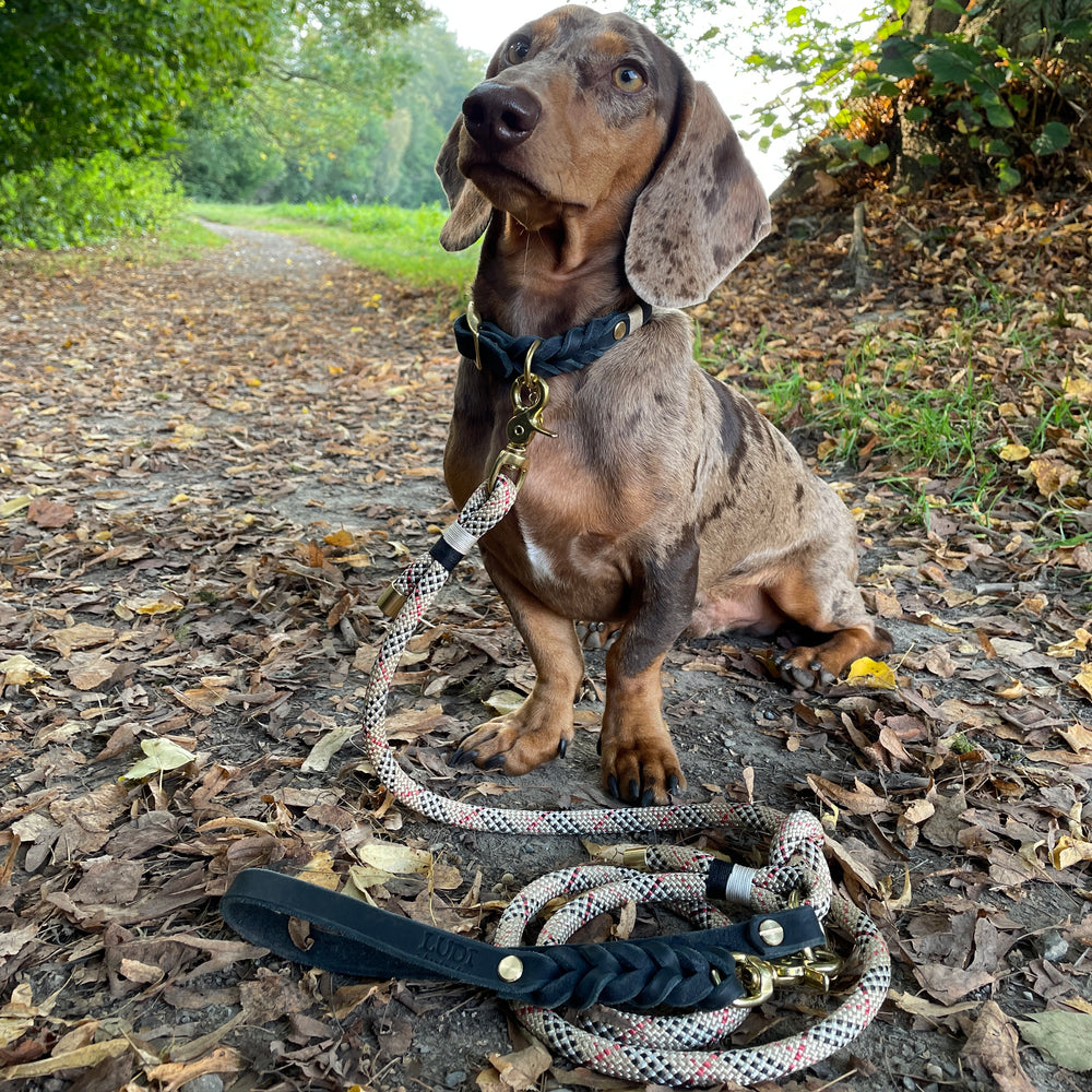 Schöne und schicke Paracord Leine, handgefertigt und robust, in beige und schwarz, Dackel, Labrador