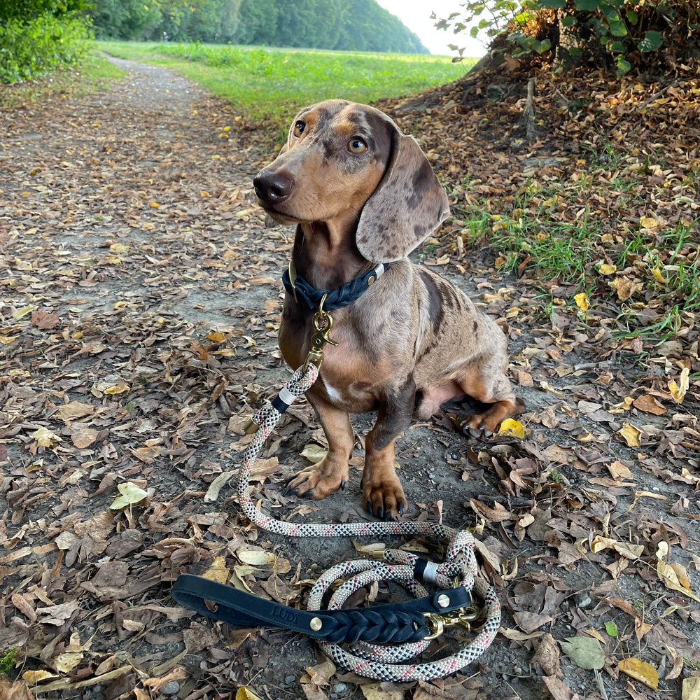 Schöne und schicke Paracord Leine und Lederhalsband, handgefertigt und robust, in beige und schwarz, Dackel