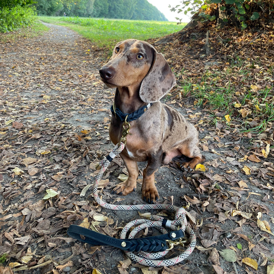 Schöne und schicke Paracord Leine und Lederhalsband, handgefertigt und robust, in beige und schwarz, Dackel