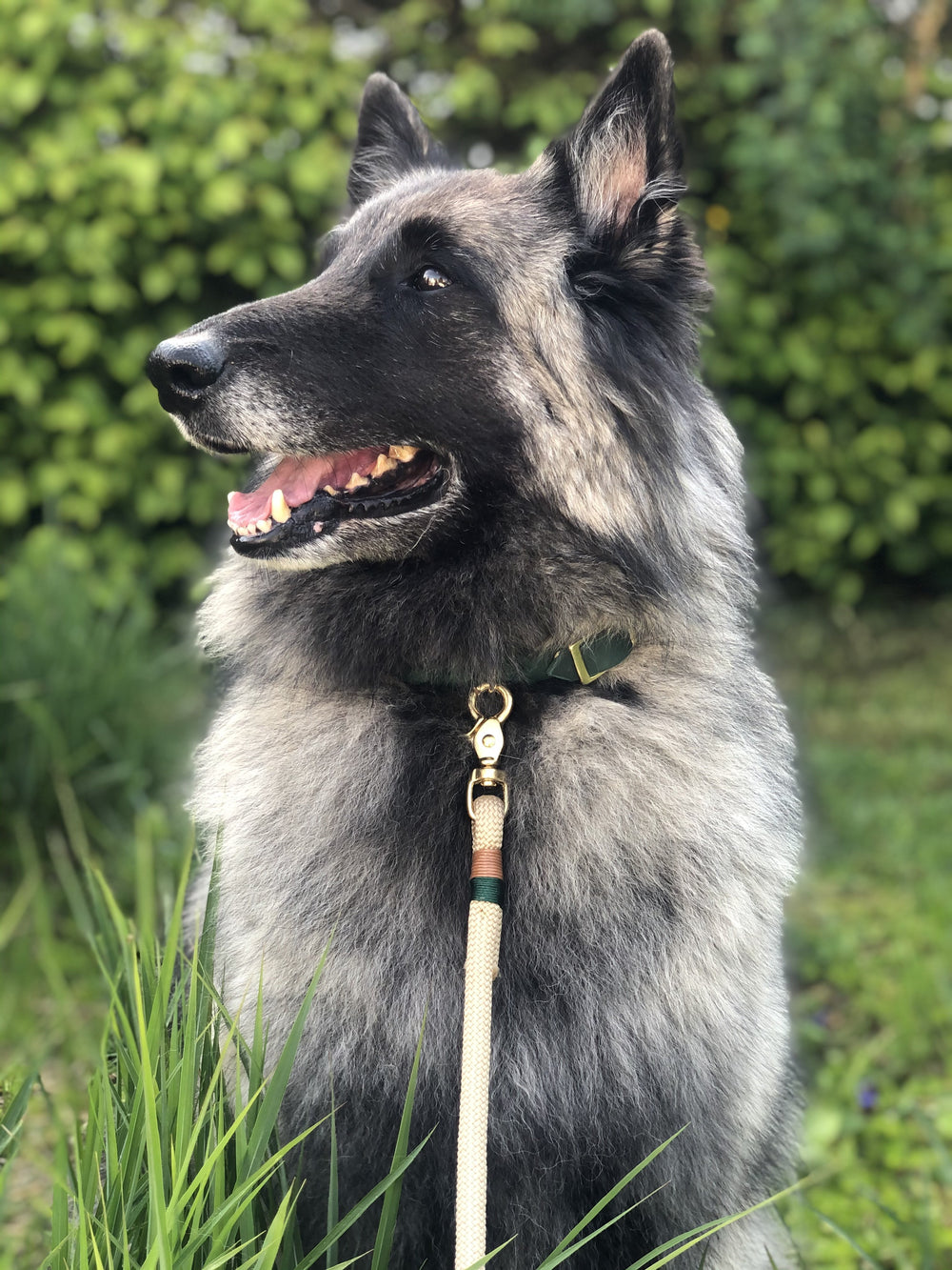 Schöne und schicke Paracord Leine und Halsband aus Leder, handgefertigt und robust, in beige und grün, hund